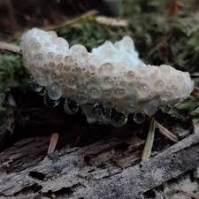 Attēlu rezultāti vaicājumam “Postia guttulata”