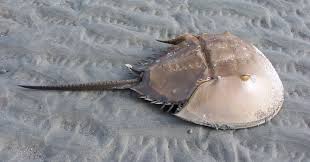 Image result for Limulus polyphemus