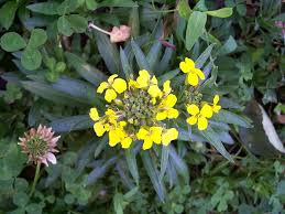 Attēlu rezultāti vaicājumam “Erysimum cheiranthoides leaf”