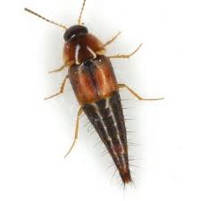 Attēlu rezultāti vaicājumam “Tachyporus sp.”