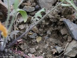 Attēlu rezultāti vaicājumam “Cardaminopsis arenosa fruit”