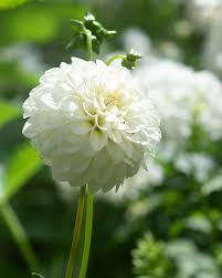 Image result for Dahlia `Snowflake`