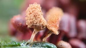 Attēlu rezultāti vaicājumam “Trichia, Hemitrichia sp.”