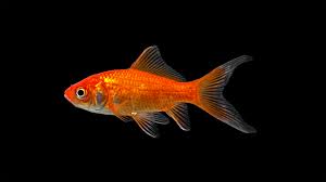 Image result for Cyprinus rubrofuscus