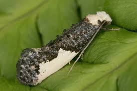 Attēlu rezultāti vaicājumam “Monopis monachella”