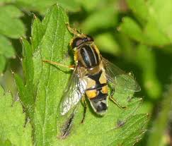 Attēlu rezultāti vaicājumam “Helophilus hybridus male”
