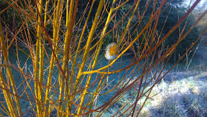 Attēlu rezultāti vaicājumam “Salix alba var. vitellina”