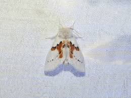 Attēlu rezultāti vaicājumam “Leucodonta bicoloria imago”