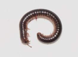 Attēlu rezultāti vaicājumam “Craspedosoma rawlinsi”