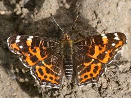 Attēlu rezultāti vaicājumam “Araschnia levana”