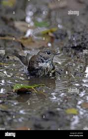 Attēlu rezultāti vaicājumam “Ficedula hypoleuca juvenile”