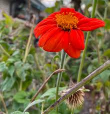 Image result for Tithonia rotundifolia