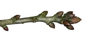 Attēlu rezultāti vaicājumam “Quercus robur bud”