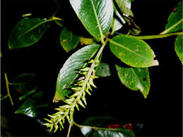 Attēlu rezultāti vaicājumam “Salix pentandra fruit”