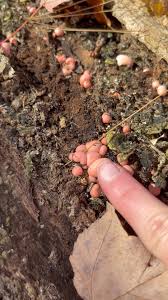 Attēlu rezultāti vaicājumam “Lycogala cf. fossiculatum young”