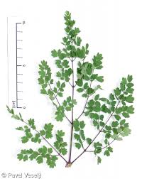 Attēlu rezultāti vaicājumam “Thalictrum minus leaf”