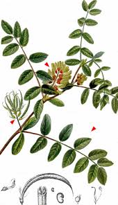 Attēlu rezultāti vaicājumam “Astragalus glycyphyllos fruit”