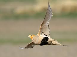 Image result for Syrrhaptes paradoxus