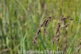 Attēlu rezultāti vaicājumam “Glyceria striata leaf”