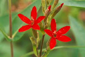 Attēlu rezultāti vaicājumam “Silene dioica leaf”