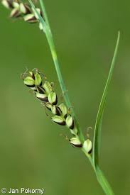 Attēlu rezultāti vaicājumam “Carex panicea fruit”