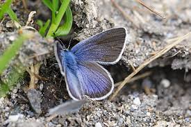 Attēlu rezultāti vaicājumam “Cyaniris semiargus male”