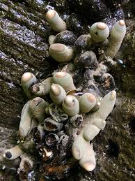 Attēlu rezultāti vaicājumam “Lycogala succineum”