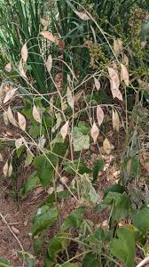 Attēlu rezultāti vaicājumam “Lunaria rediviva bud”