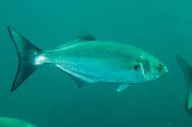 Image result for Pomatomus saltatrix