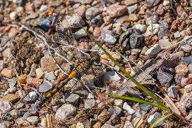 Attēlu rezultāti vaicājumam “Leucorrhinia rubicunda”