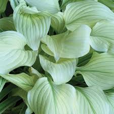 Image result for Hosta White Feather