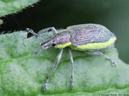 Attēlu rezultāti vaicājumam “Chlorophanus viridis”