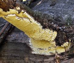 Attēlu rezultāti vaicājumam “Antrodia xantha”