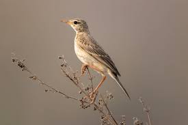 Attēlu rezultāti vaicājumam “Anthus trivialis adult”