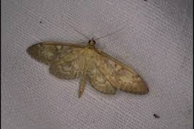 Attēlu rezultāti vaicājumam “Anania lancealis”