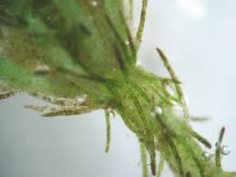 Attēlu rezultāti vaicājumam “Chara polyacantha”