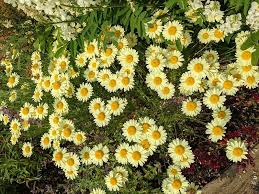 Attēlu rezultāti vaicājumam “Anthemis tinctoria leaf”