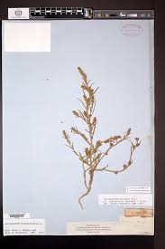 Attēlu rezultāti vaicājumam “Corispermum hyssopifolium”