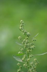 Attēlu rezultāti vaicājumam “Chenopodium album”