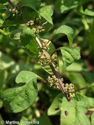 Attēlu rezultāti vaicājumam “Chenopodium polyspermum leaf”