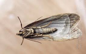 Attēlu rezultāti vaicājumam “Semioscopis steinkellneriana”