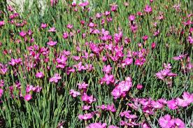Image result for Dianthus gratianopolitanus