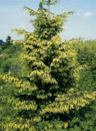 Attēlu rezultāti vaicājumam “Picea orientalis”