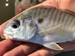 Image result for Leiostomus xanthurus