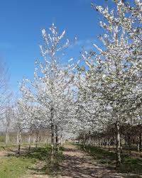 Attēlu rezultāti vaicājumam “Prunus avium flower”