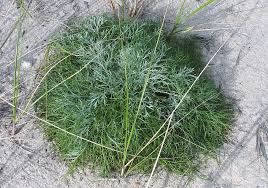 Image result for Artemisia caudata