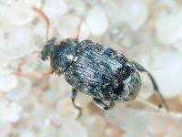 Attēlu rezultāti vaicājumam “Tetratoma fungorum”