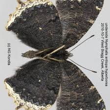 Attēlu rezultāti vaicājumam “Nymphalis antiopa underside”