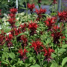 Image result for Monarda didyma