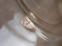 Attēlu rezultāti vaicājumam “Elachista maculicerusella”